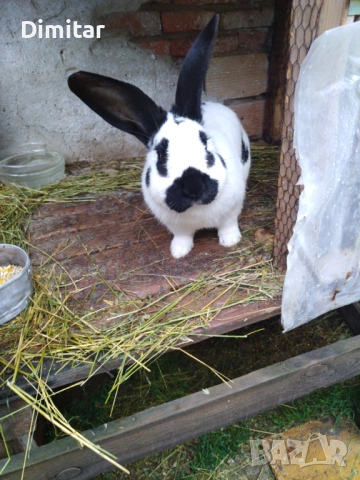 Продавам зайци. , снимка 8 - Други - 54025559