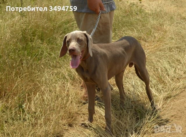 Подарявам Ваймаранер