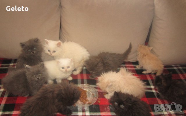 Сиви , черни , оранжеви и бели персийски котенца , снимка 2 - Персийска - 29961039