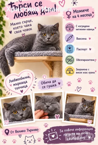 британско котенце 