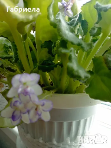 Сентполия- кичеста теменужка, снимка 10 - Градински цветя и растения - 45783649