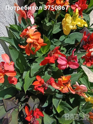 💞🌺💞 Canna CANNOVA / Кана 💞🌺💞, снимка 2 - Градински цветя и растения - 51003774