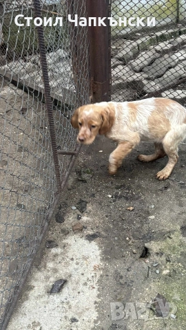 БРЕТОН ШПАНЬОЛ на 3 месеца , снимка 3 - Бретон шпаньол - 53305370