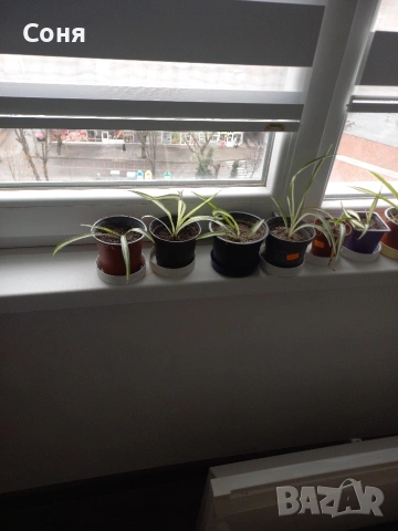 Хлорофитум, снимка 8 - Стайни растения - 53825521