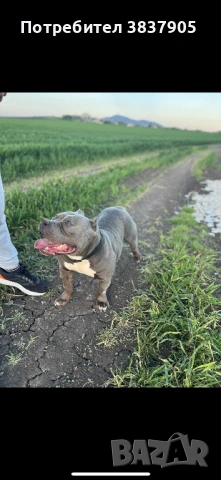 Американско були покет 