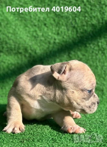 Американско були покет мерле, снимка 17 - Други - 52792170