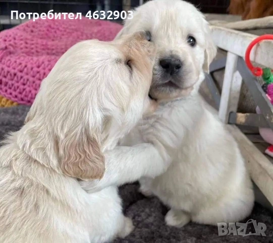 голдън ретривър кремав бонбон 
