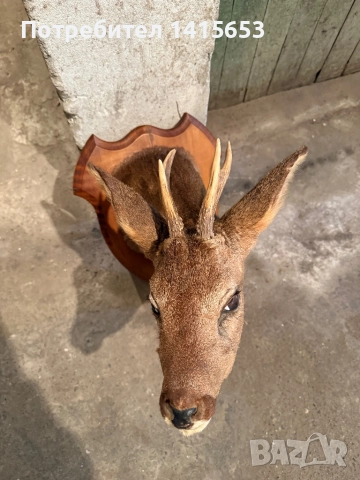 Продавам препариран сръндак, снимка 4 - Антикварни и старинни предмети - 52925523