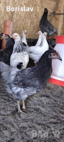 Ярки Доминант с.Ивански