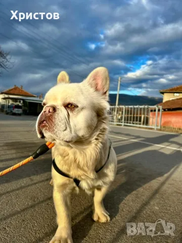 мъжки флуфита за разплод ( френски булдог)., снимка 15 - Френски булдог - 48804880