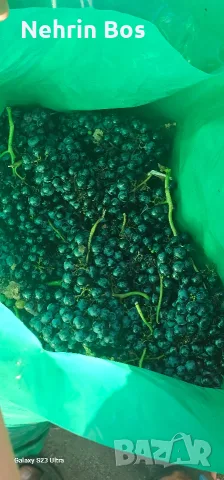 merlo zaharnosta 24 