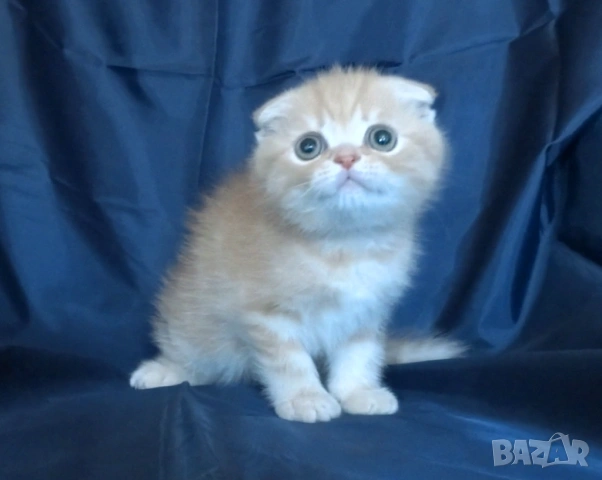 Клепоухи късокосмести котета, снимка 5 - Британска късокосместа - 43400066