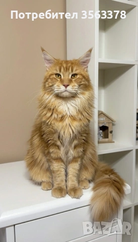 Мейн куун търси партньор