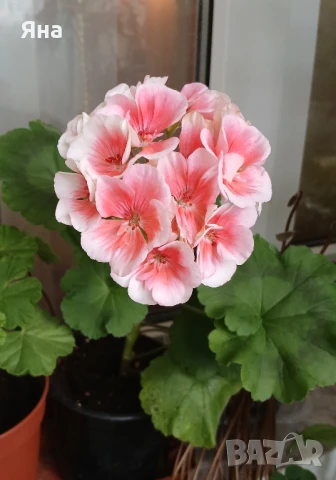 Едроцветно мушкато - актуални снимки. , снимка 1