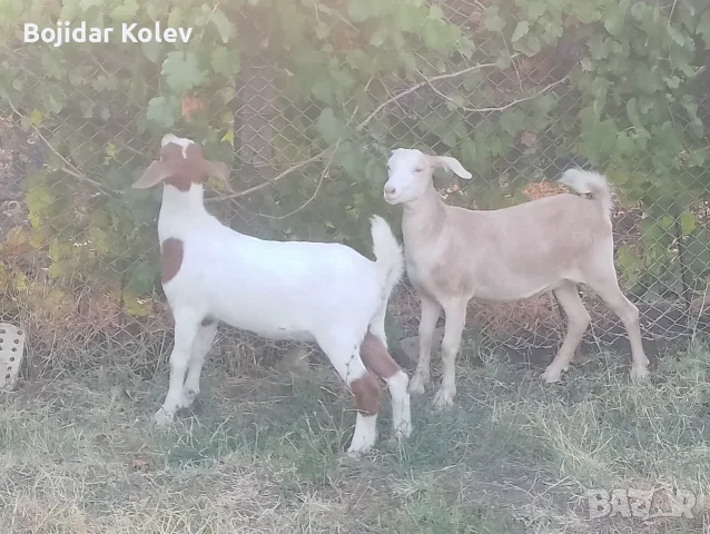 Продавам 2 женски ярета, снимка 9 - Кози - 55889333