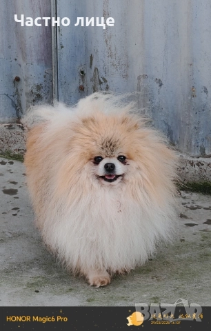 мъжки померан, снимка 4 - Померан - 51843573
