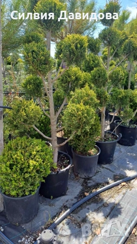 Лейландски кипарис щам топка, пон пон, спирала, снимка 9 - Градински цветя и растения - 52501247