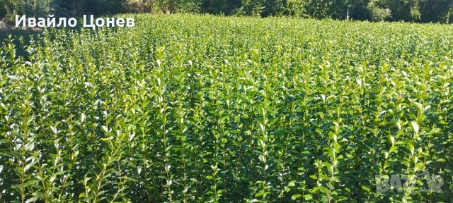 Лигуструм Овалифолиум - Цена за 1бр -0.70лв., снимка 2 - Разсади - 51955767