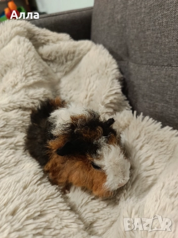 В наличност има морски свинчета и зайчета, снимка 5 - Декоративни зайчета - 52735330