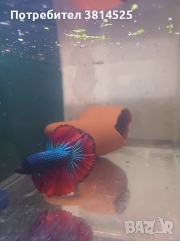 Бети, данио, гупи, снимка 4 - Рибки - 52091961