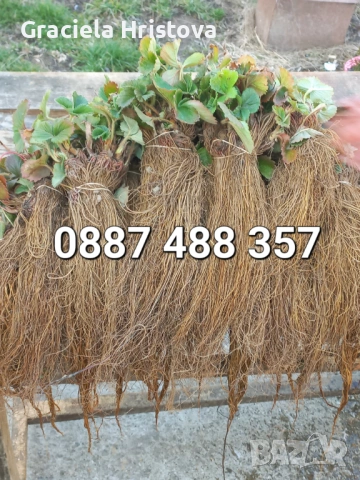 Продавам разсад ягоди 