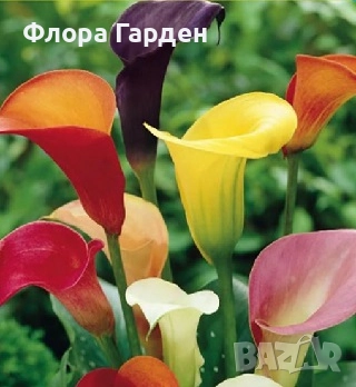 КАННА, КАЛА - Грудки/ ПРЕДВАРИТЕЛНИ поръчки, снимка 16 - Сортови семена и луковици - 49236562