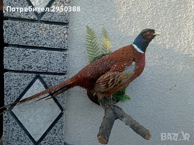 ПРЕПАРИРАН МЪЖКИ ФАЗАН , снимка 3 - Екипировка - 51351450