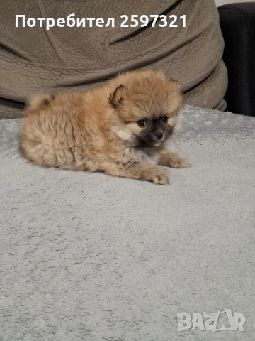 Померан, снимка 3 - Померан - 53011229