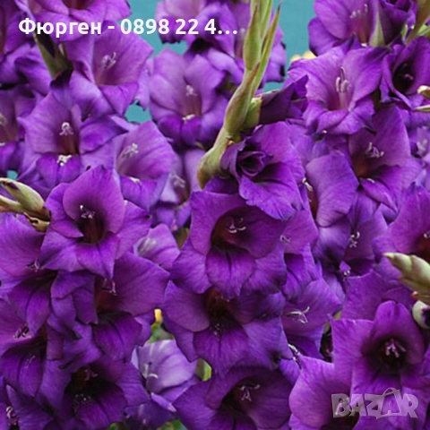 🌸 Луковици Гладиоли (Gladiolus), снимка 4 - Разсади - 53145212