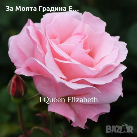 Сортови Рози 🌹 