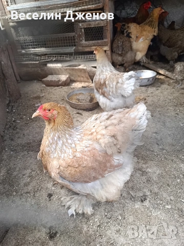 брама , снимка 2 - Кокошки и пуйки - 53999617