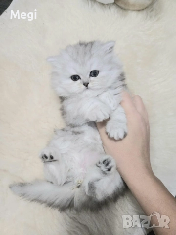 Персийска сребърна чинчила котенца , снимка 3 - Персийска - 52777035