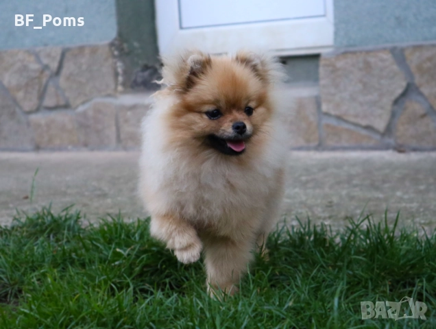 Миниатюрно момиченце померан с родословие FCI, снимка 6 - Померан - 50219721