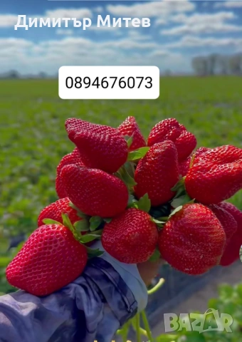 Продавам разсат ягоди 