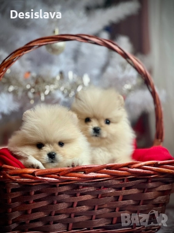 Мини померан, снимка 2 - Померан - 52907660