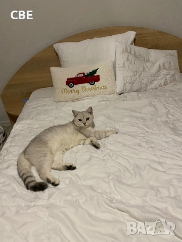 Продавам мъжка късокосместа  чинчила , снимка 2 - Чинчили - 53113627