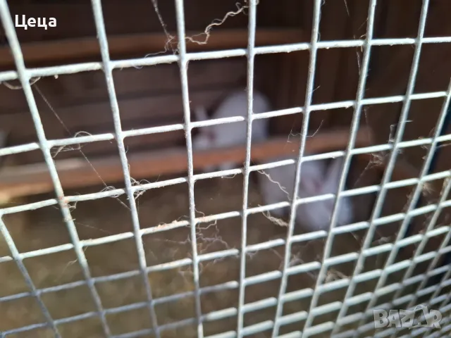 Зайци Цика, снимка 4 - Други - 49628612