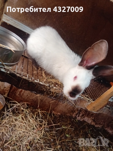 Продавам зайци , снимка 8 - Други - 52580559