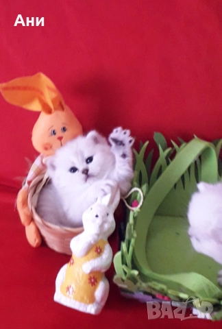 Много Сладки Британски Сладурчета , снимка 1