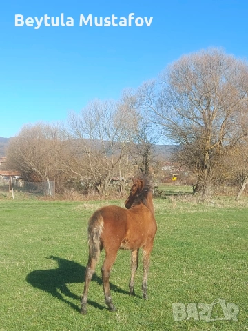 Продават се Кобила на 6г и конче 6-7 месеца , снимка 2 - Коне - 53218217