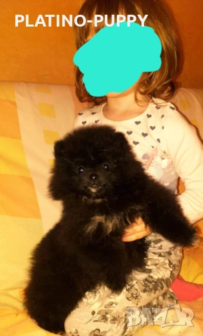 Черни померани