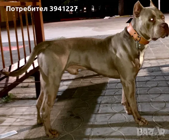 Американско Були XL, снимка 7 - Други - 56211733