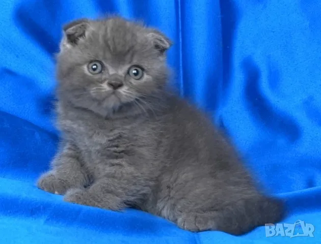 Клепоухи късокосмести котенца