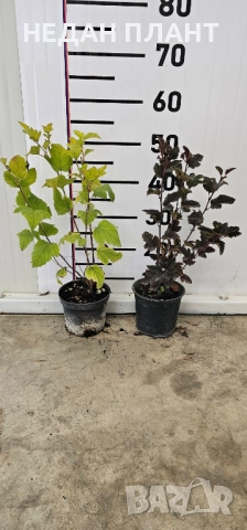 Физокарпус "Жълт и Червен", снимка 3 - Градински цветя и растения - 51983506