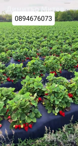 Продавам разсат ягоди 