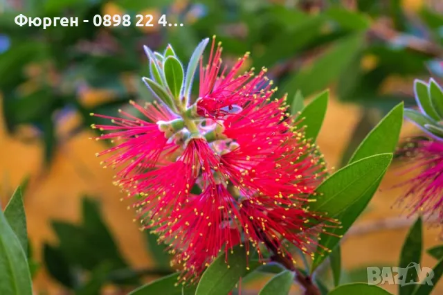 Калистемон (Callistemon citrinus), снимка 2 - Разсади - 49522017