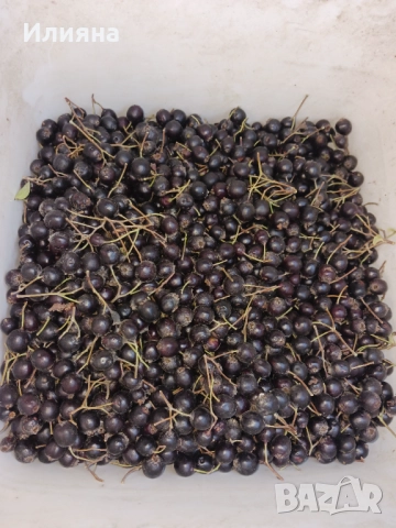 Шипка,Глог,Коприва,Лапад,Манголд,Розмарин,Самардала,Песто от Коприва, снимка 4 - Разсади - 44957834