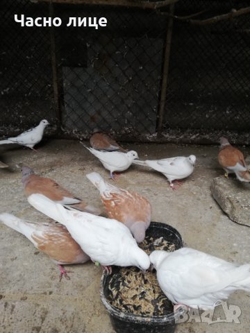 Смеещисе гугутки , снимка 4 - други­ - 33928305