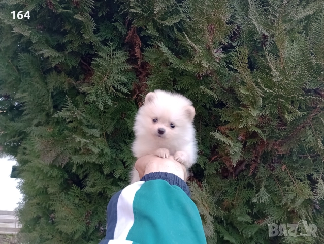 Померани. Реални снимки от 22.12.25, снимка 9 - Померан - 52809073