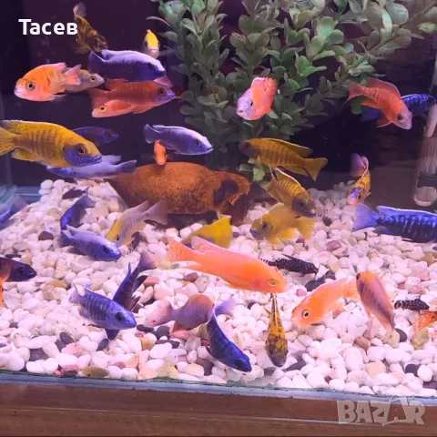 Африкански цихлиди 7см, снимка 1